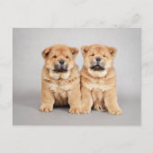 Chow chow Welpen Postkarte (Vorderseite)