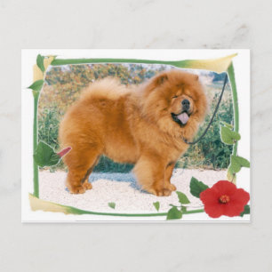 Chow Postkarte