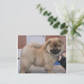 Chow pup.png postkarte (Stehend Vorderseite)