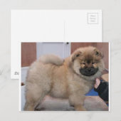 Chow pup.png postkarte (Vorne/Hinten)