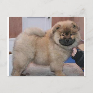 Chow pup.png postkarte