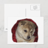 Chow Puppy in Red Scarf Postkarte (Vorne/Hinten)
