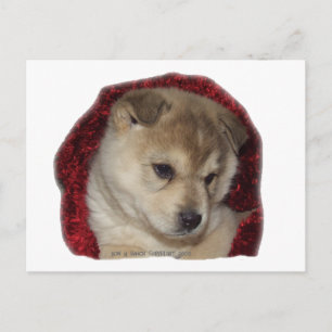 Chow Puppy in Red Scarf Postkarte