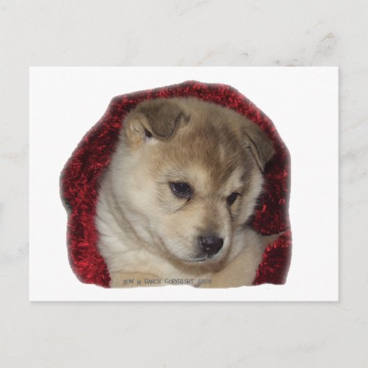 Chow Puppy in Red Scarf Postkarte (Vorderseite)