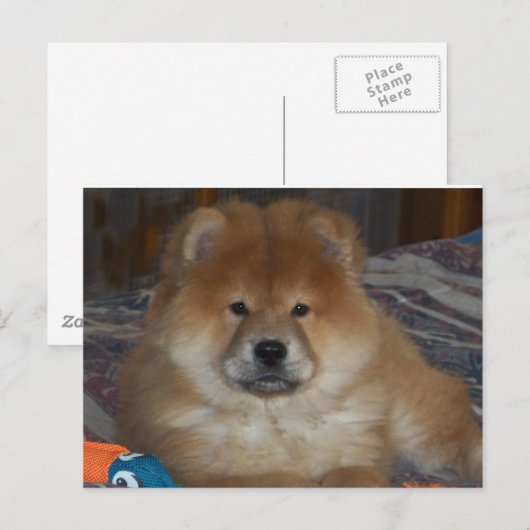 Chow Puppy Postkarte (Vorne/Hinten)