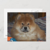 Chow Puppy Postkarte (Vorne/Hinten)