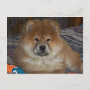 Chow Puppy Postkarte