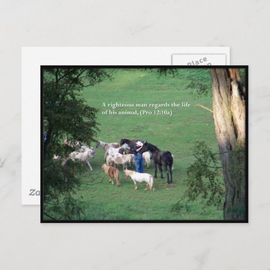 Chow Time Postkarte (Vorne/Hinten)