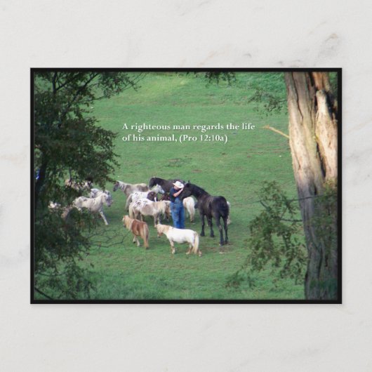 Chow Time Postkarte (Vorderseite)