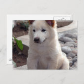 Chow Welppies Postcard Postkarte (Vorne/Hinten)