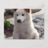 Chow Welppies Postcard Postkarte (Vorderseite)