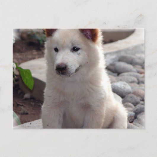 Chow Welppies Postcard Postkarte (Vorderseite)