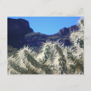 Choya Cactus - Arizona Postcard Postkarte