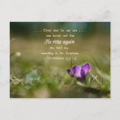 Christ Rose wieder Crocus Postcard Postkarte (Vorderseite)