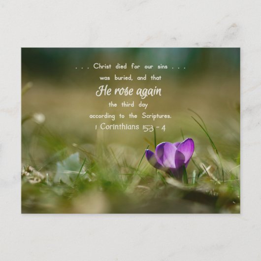 Christ Rose wieder Crocus Postcard Postkarte (Vorderseite)