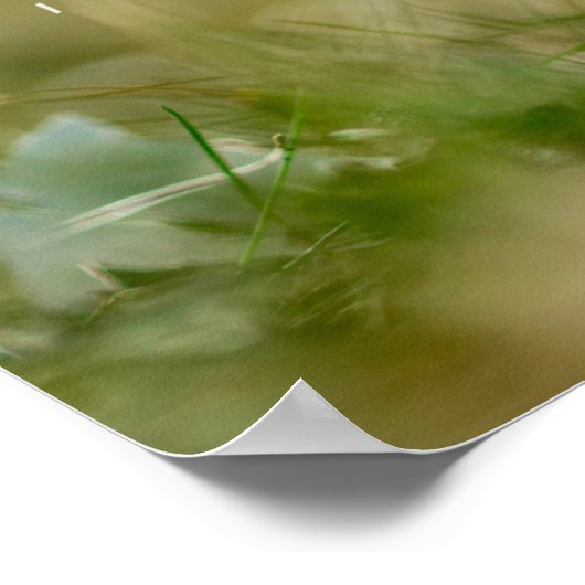 Christ Rose wieder Crocus Poster (Ecke)