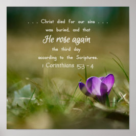 Christ Rose wieder Crocus Poster