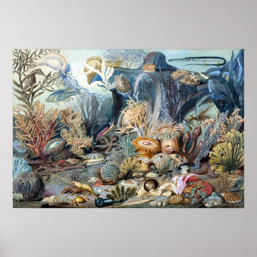 Christlich Schussele Ocean Life Poster (Vorne)