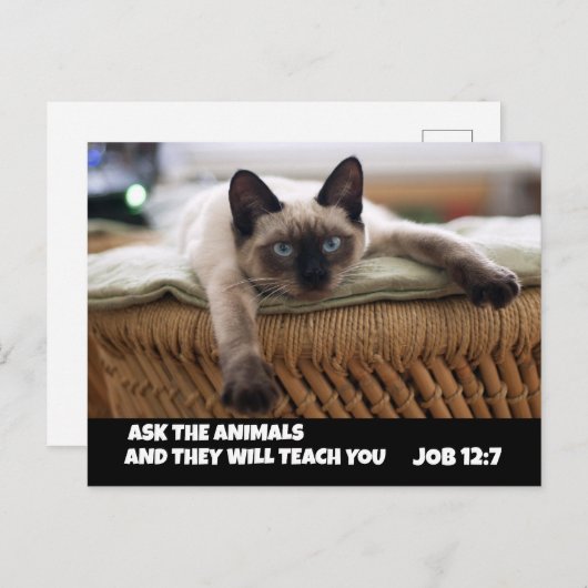 CHRISTLICHER CAT-POSTCARD-JOB 12:7-SIAMESE CAT POSTKARTE (Vorne/Hinten)