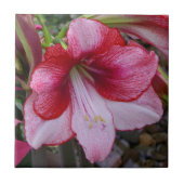 Christmas Amaryllis Red Holiday Floral Fliese (Vorderseite)