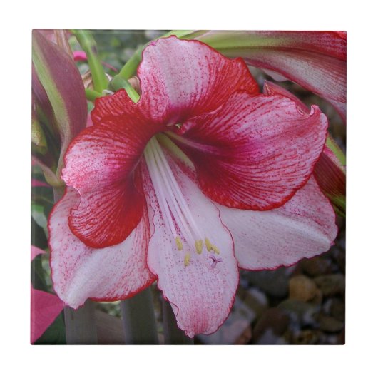 Christmas Amaryllis Red Holiday Floral Fliese (Vorderseite)
