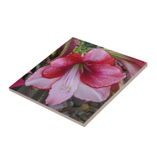 Christmas Amaryllis Red Holiday Floral Fliese (Seite)