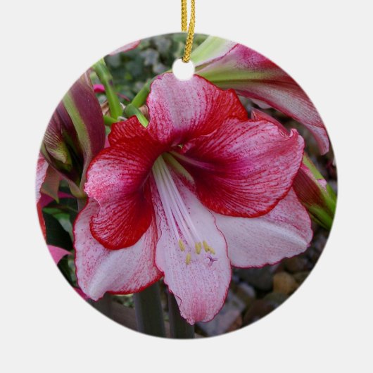 Christmas Amaryllis Red Holiday Floral Keramikornament (Vorne)