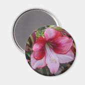 Christmas Amaryllis Red Holiday Floral Magnet (Vorderseite/Rückseite)