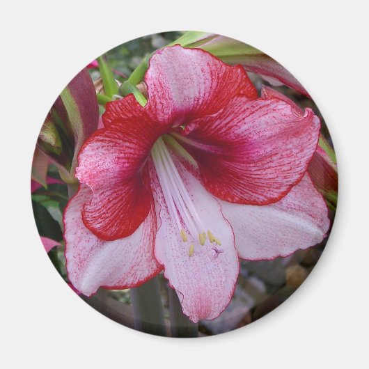 Christmas Amaryllis Red Holiday Floral Magnet (Vorne)