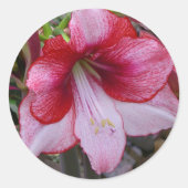 Christmas Amaryllis Red Holiday Floral Runder Aufkleber (Vorderseite)