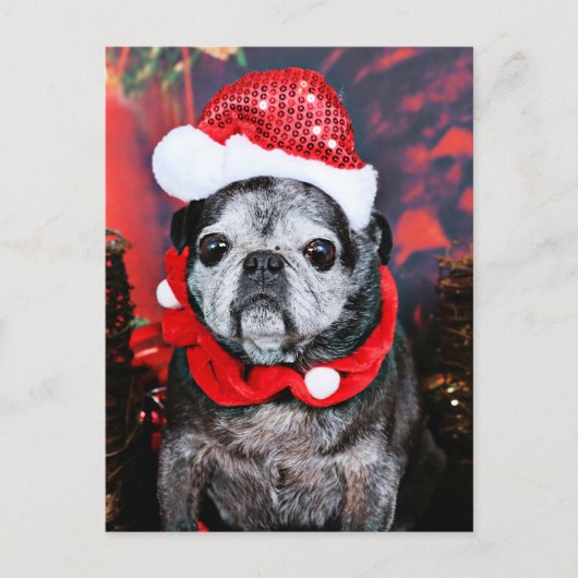Christmas - Angel - Pug Feiertagspostkarte (Vorderseite)