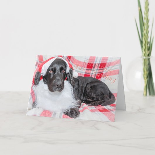 Christmas Bah Humbug Karte (Vorderseite)