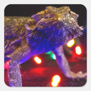 Christmas Beardie Quadratischer Aufkleber