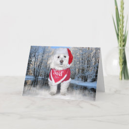 Christmas Bichon Frise Dog Feiertagskarte
