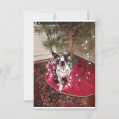 Christmas Boston Terrier Dolly Karte (Vorderseite)