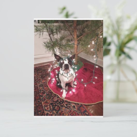 Christmas Boston Terrier Dolly Karte (Stehend Vorderseite)