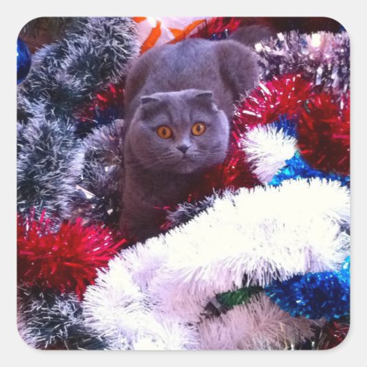 Christmas British blue cat Quadratischer Aufkleber (Vorderseite)