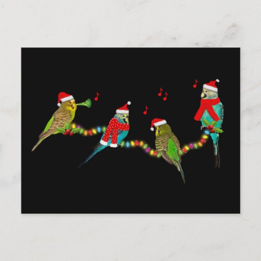 Christmas Budgie Frenzy Postcard Postkarte (Vorderseite)