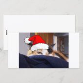 Christmas Calico Cat Feiertagskarte (Vorne/Hinten)