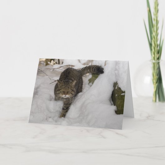 Christmas card - Scottish wildcat 4 Feiertagskarte (Vorderseite)