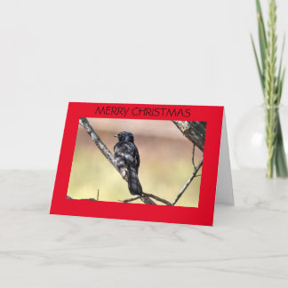 CHRISTMAS CARD WILLIE WAGTAIL AUSTRALIEN FEIERTAGSKARTE