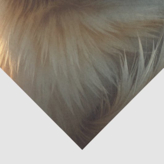 Christmas Cats kissing Tissue Paper Seidenpapier (Ausschnitt)