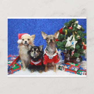 Christmas Chihuahuas Feiertagspostkarte