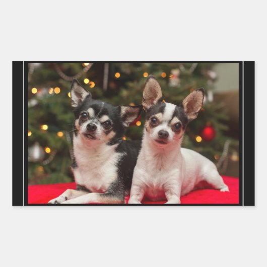 Christmas Chihuahua's Rechteckiger Aufkleber (Vorderseite)