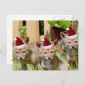 Christmas Coyote Pups Feiertagspostkarte (Vorne/Hinten)