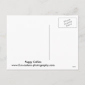 Christmas Coyote Pups Feiertagspostkarte (Rückseite)