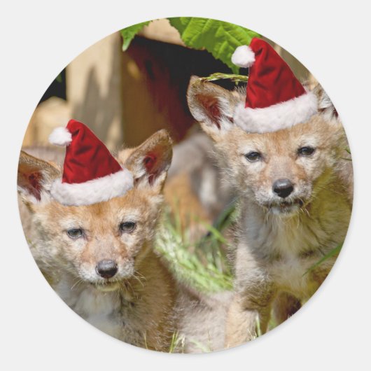 Christmas Coyote Pups Runder Aufkleber (Vorderseite)