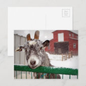 Christmas Goat Feiertagspostkarte (Vorne/Hinten)