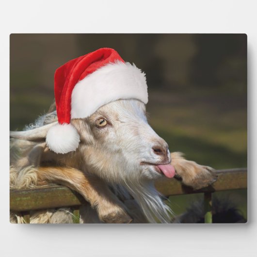 Christmas Goat Fotoplatte (Vorderseite)
