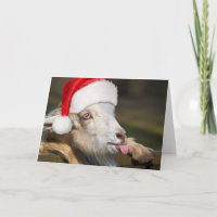 Christmas Goat